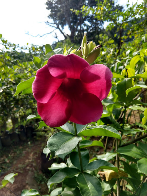 flores vermelhas que atraem pássaros