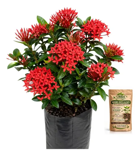 jardim com flores vermelhas