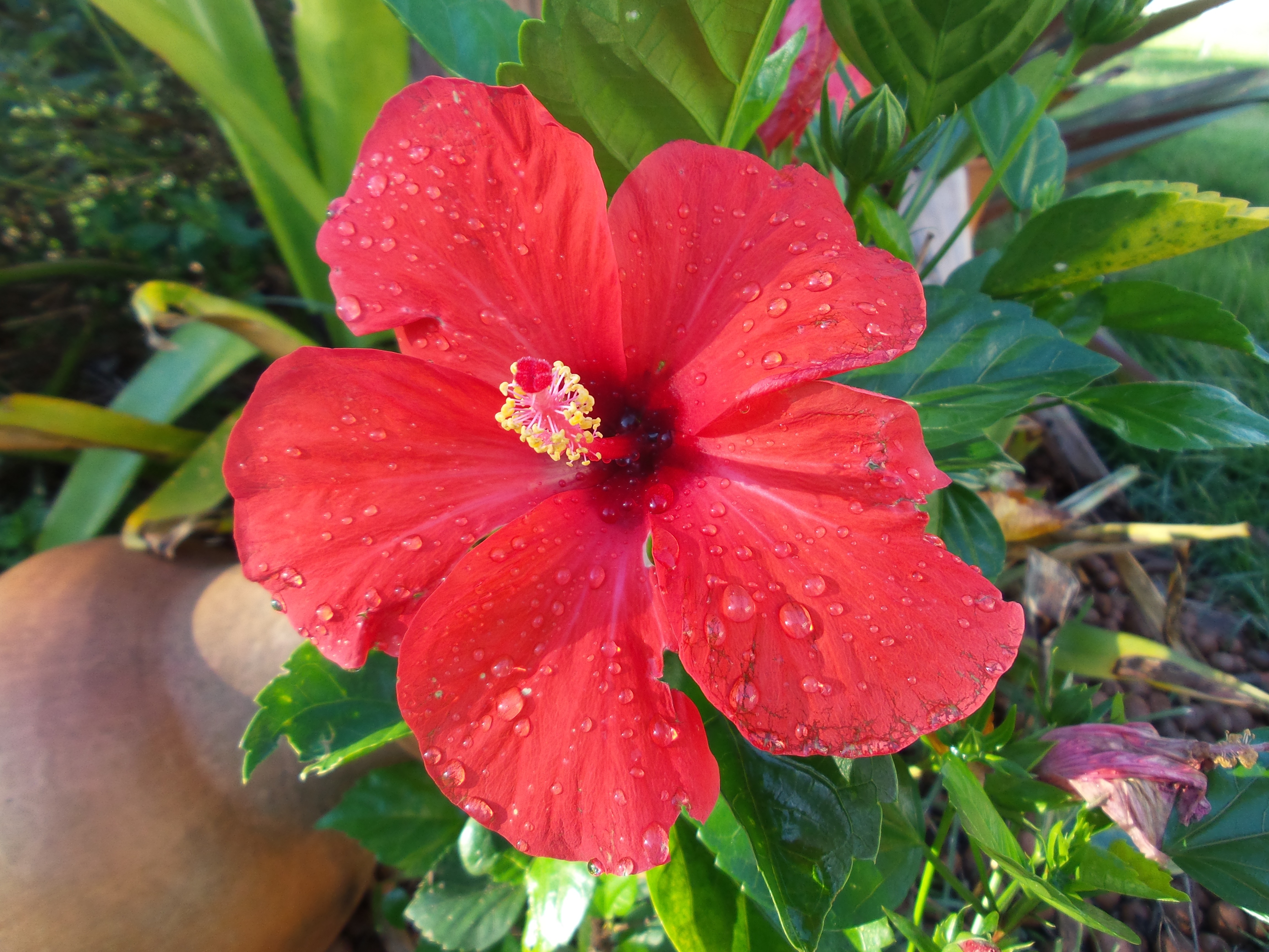 espécies de flores vermelhas