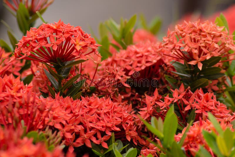 arbustos com flores vermelhas