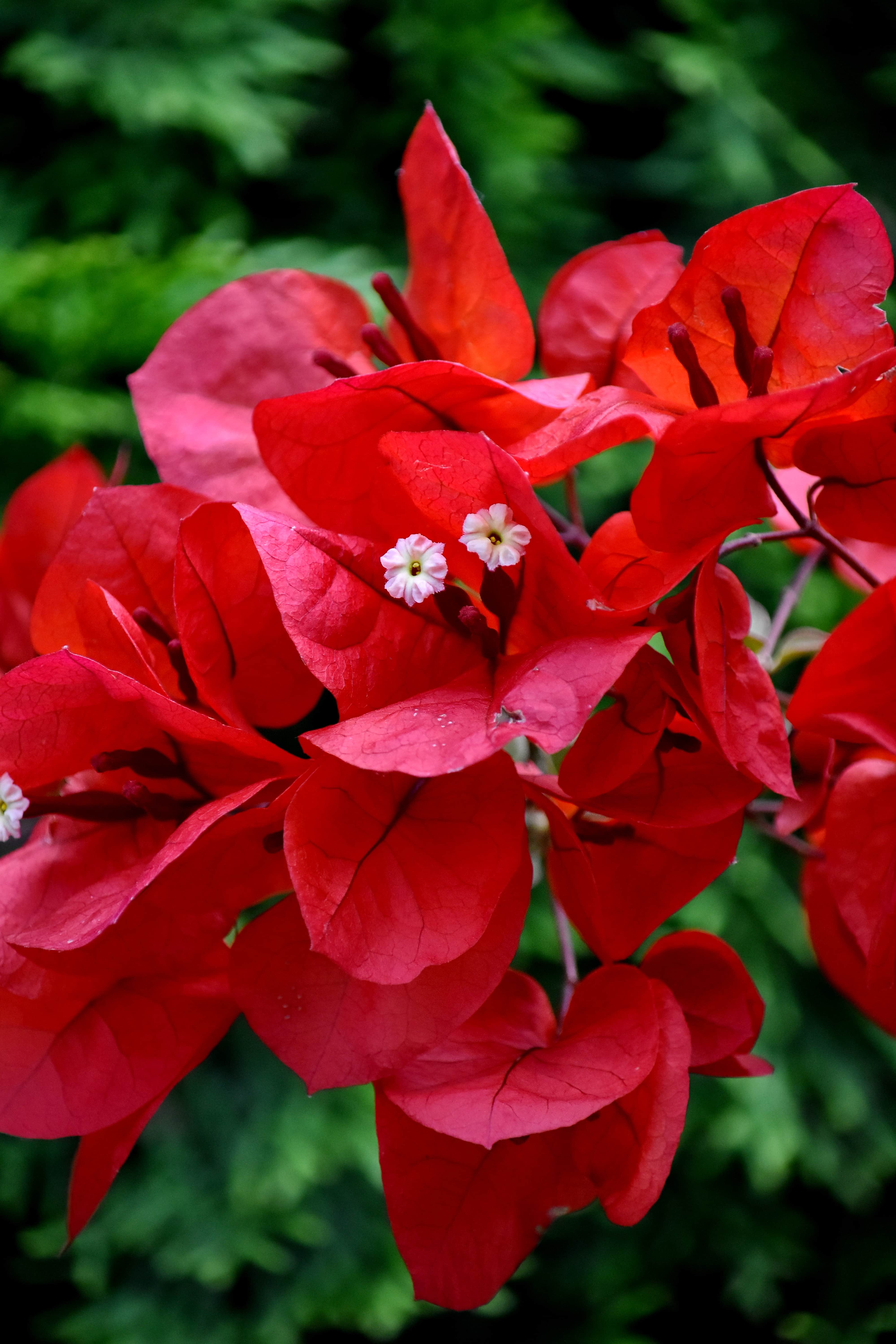 flores vermelhas para vasos