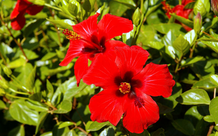 plantas vermelhas resistentes