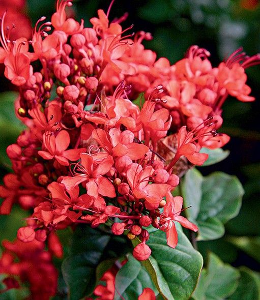 flores vermelhas que atraem pássaros
