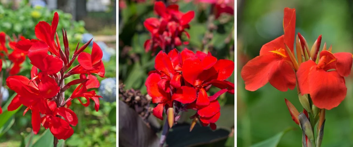 espécies de flores vermelhas