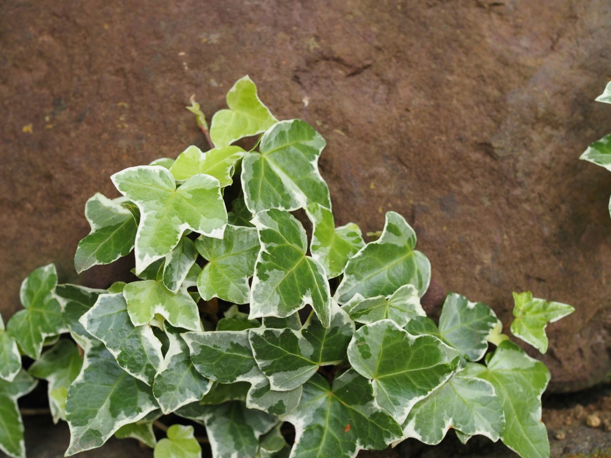 Hera-inglesa (Hedera helix)