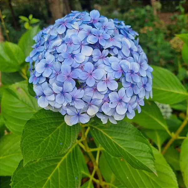cuidados com hortênsia