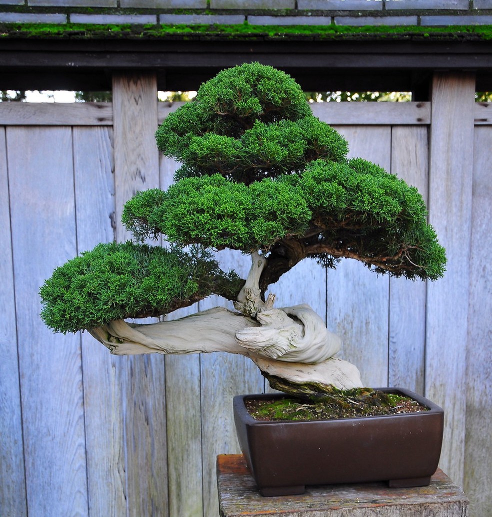 plantas japonesas para apartamento