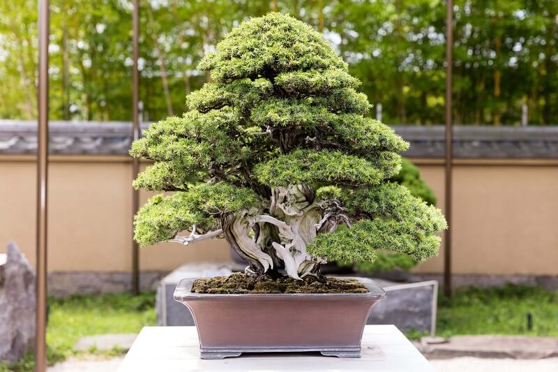 plantas japonesas de interior