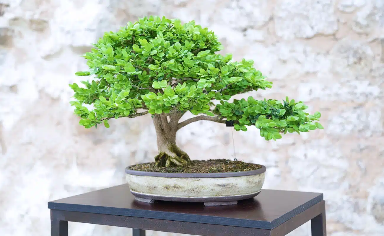 plantas japonesas para decoração