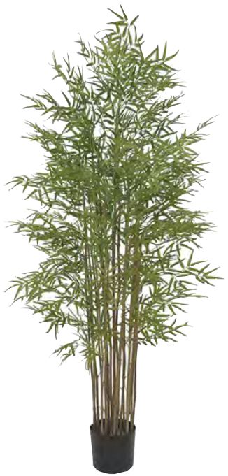 plantas japonesas em vaso