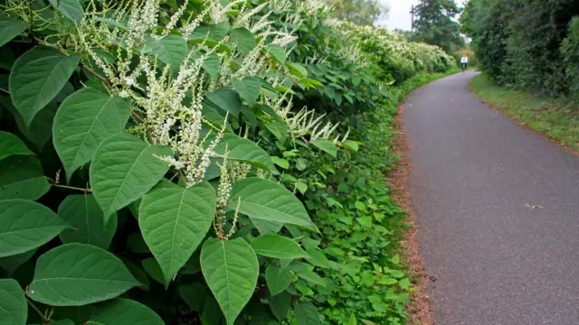 plantas japonesas raras