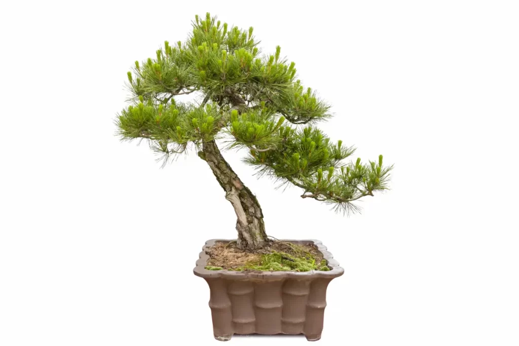 plantas japonesas para aquário