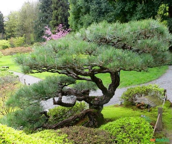plantas japonesas para varanda