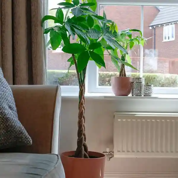 plantas japonesas para apartamento