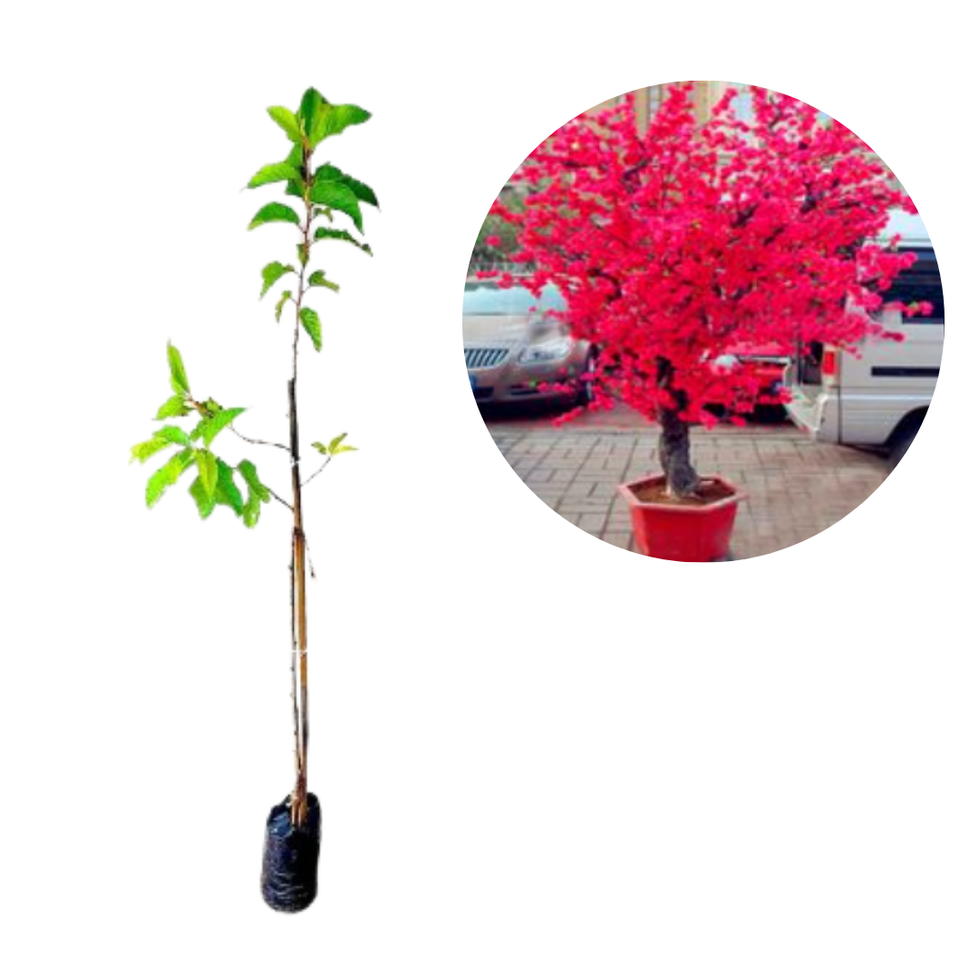 plantas japonesas de sombra