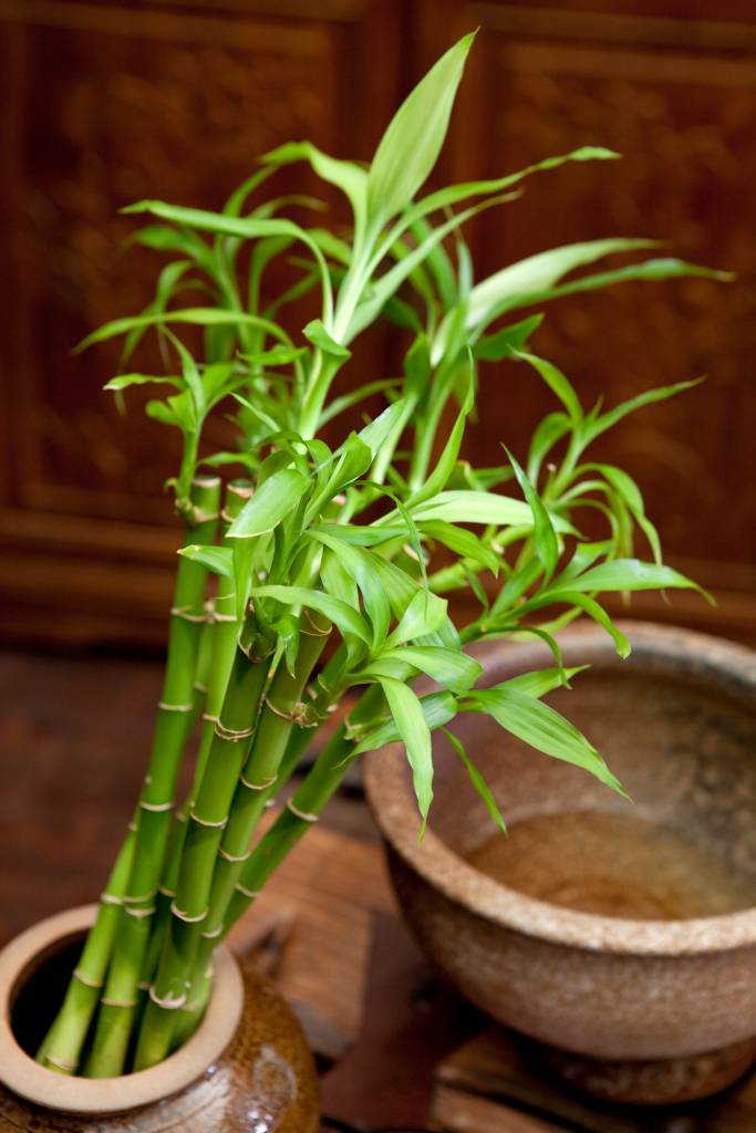 plantas japonesas de exterior