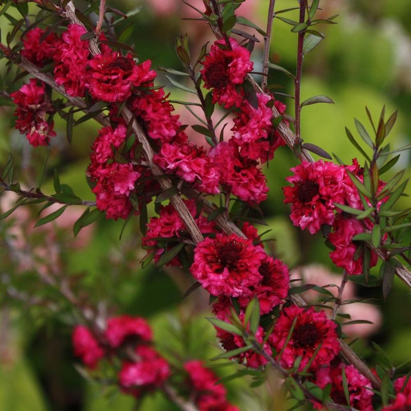 plantas japonesas resistentes