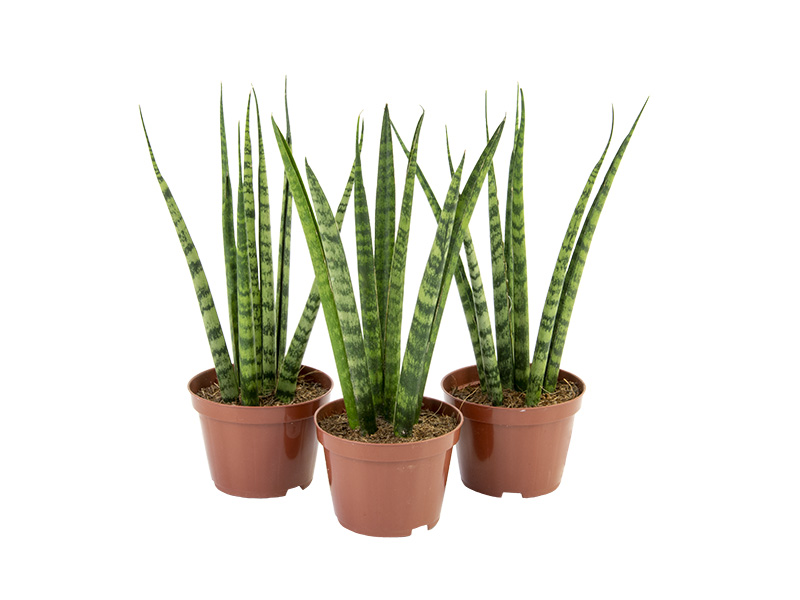 plantas japonesas para iniciantes
