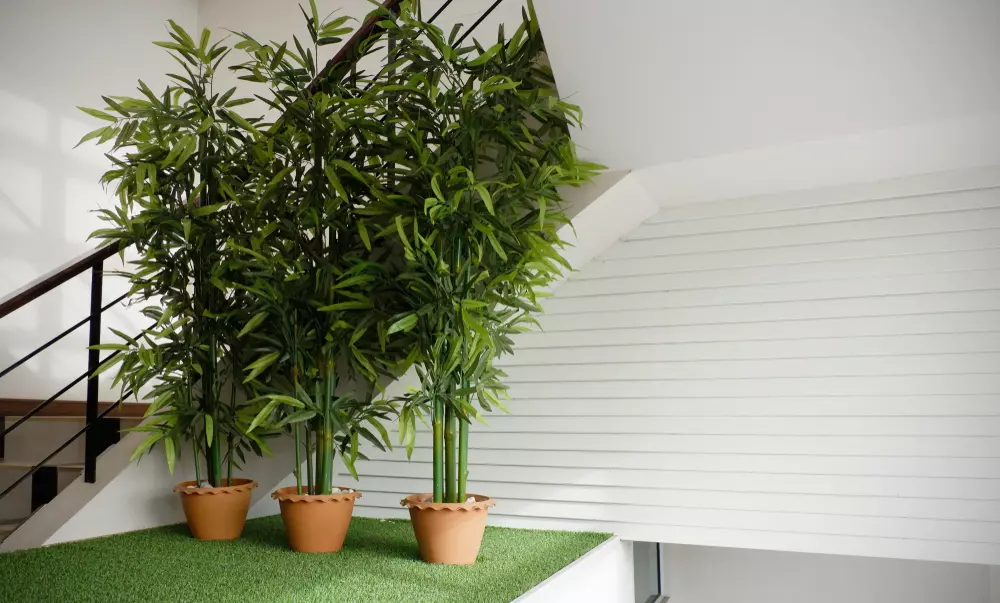 plantas japonesas de sombra