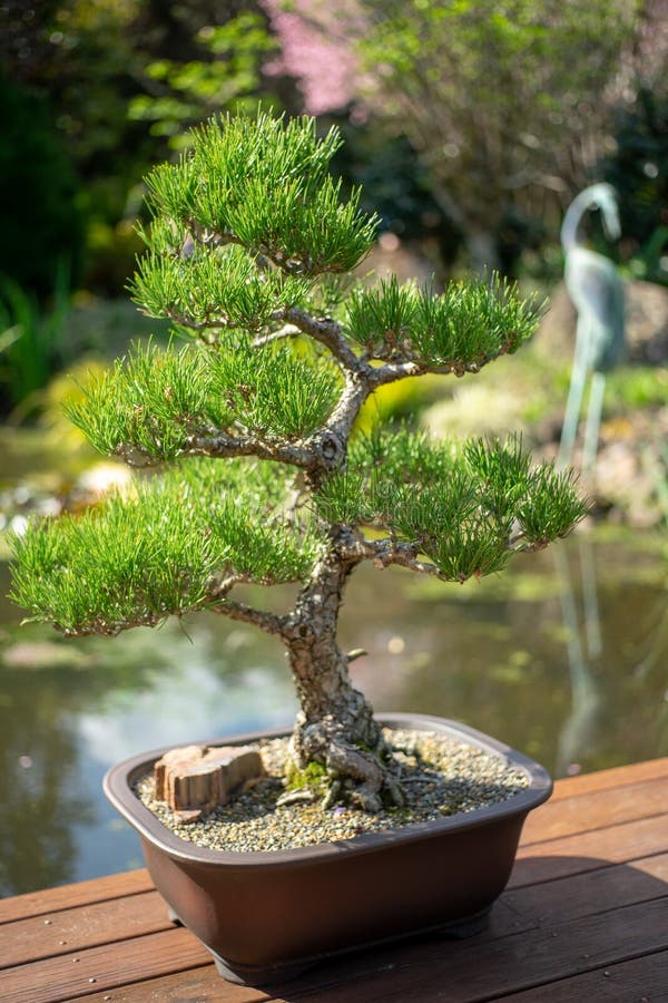 plantas japonesas para jardim pequeno