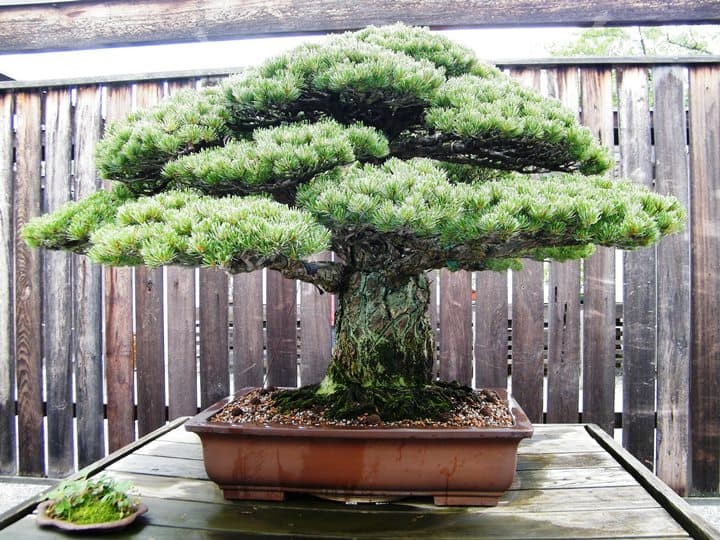 plantas japonesas com flores