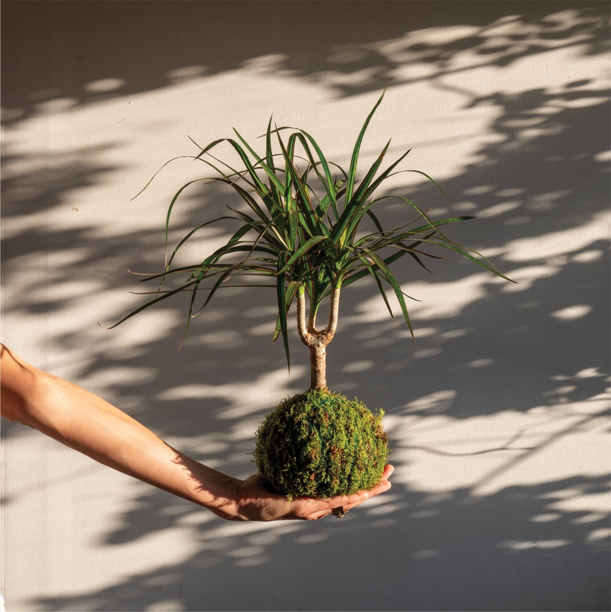 plantas japonesas para iniciantes