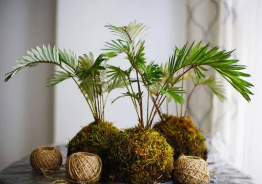 plantas japonesas minimalistas