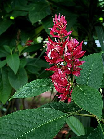 Megaskepasma erythrochlamys cultivo