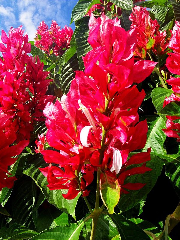 Planta capota vermelha