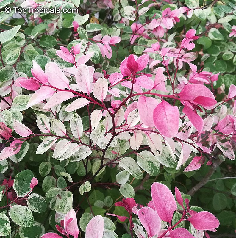 Planta Mil Cores preço