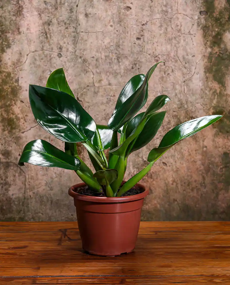 Philodendron martianum