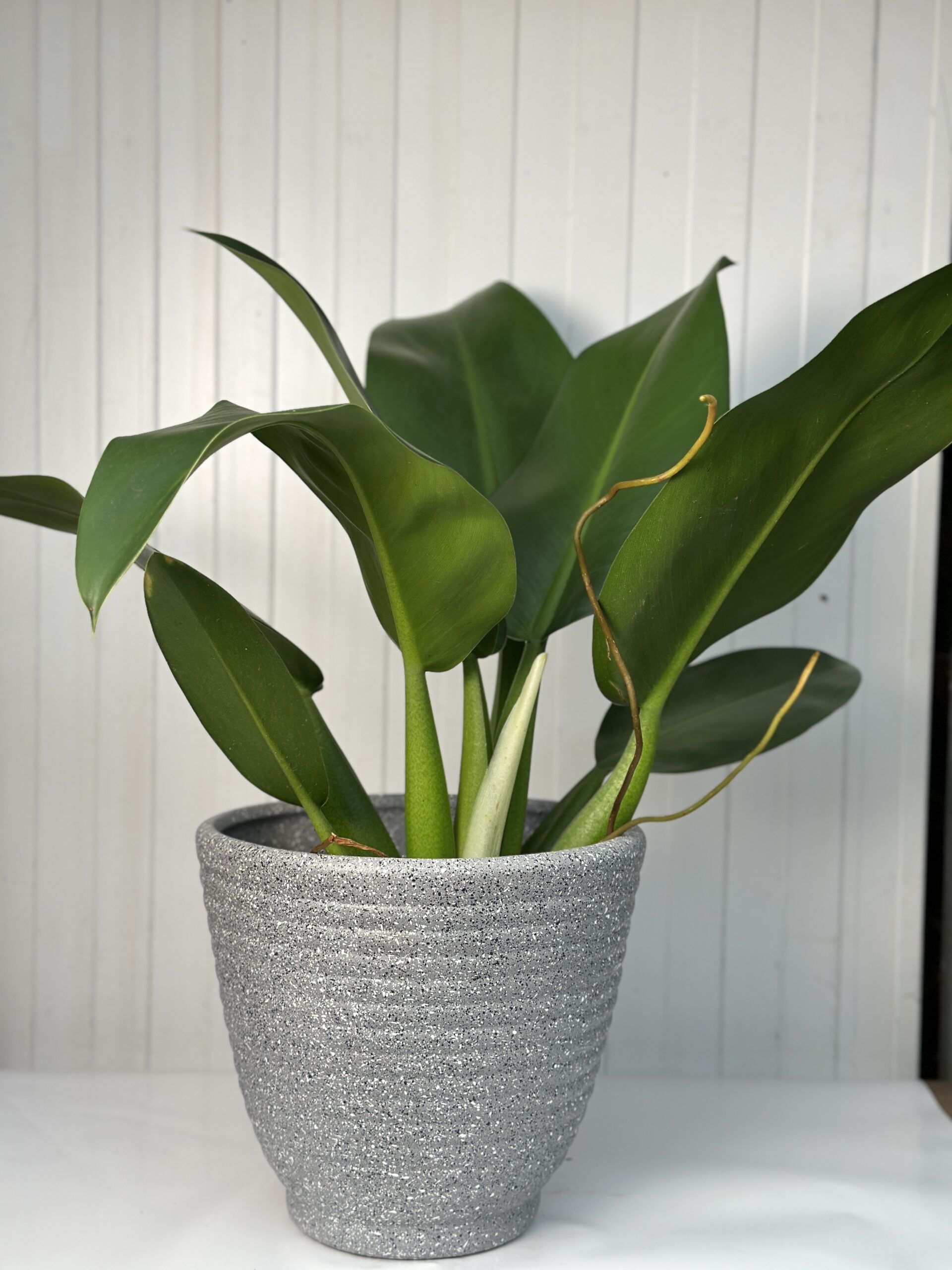 Planta de sombra