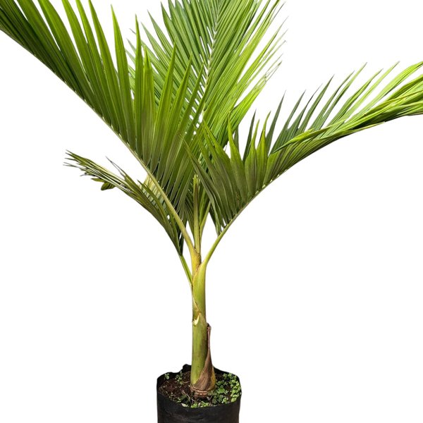 Palmeira para jardim
