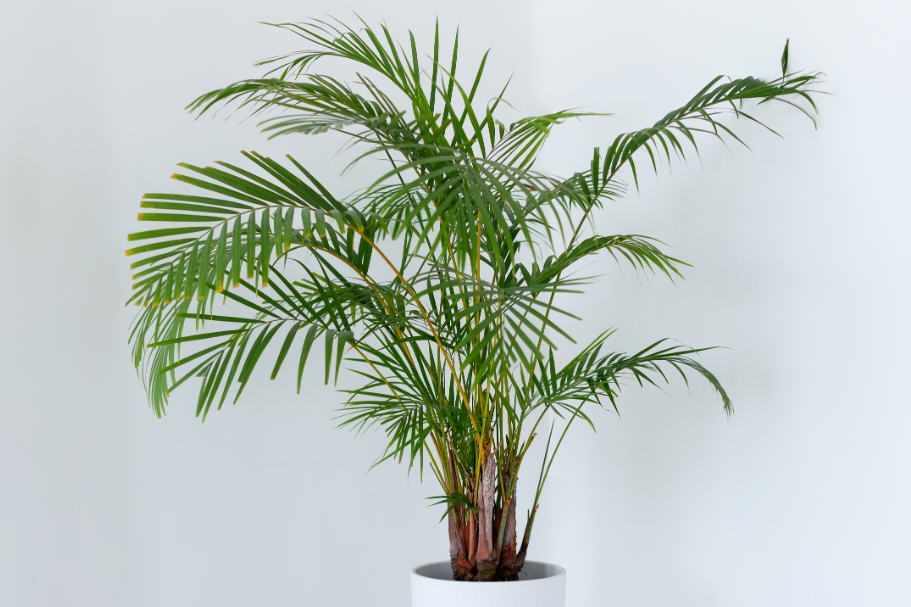 Palmeira para vaso