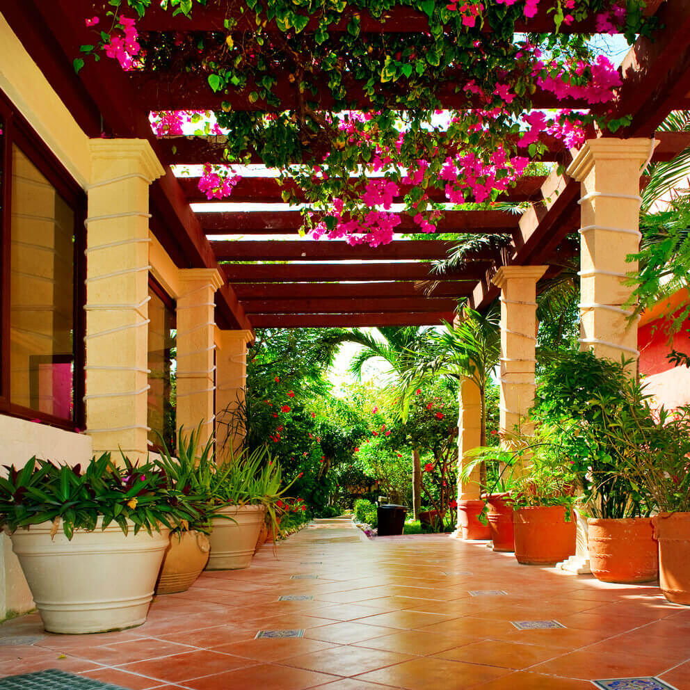 plantas resistentes sol forte