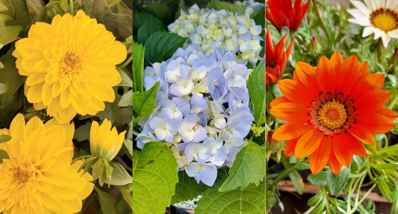 plantas para jardim externo