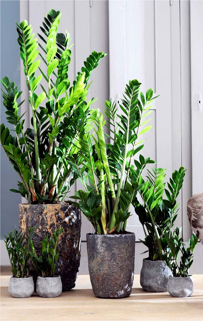 plantas resistentes sol forte