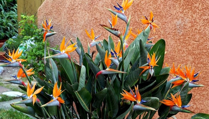 plantas fáceis de cuidar