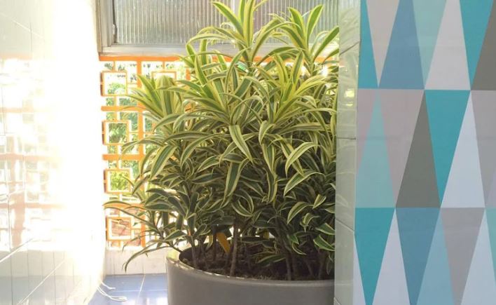 plantas para varanda externa
