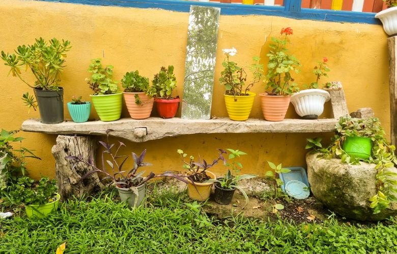 plantas que precisam de pouca água