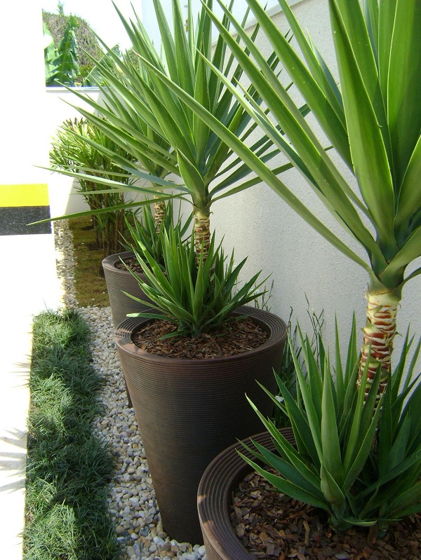 plantas para calor intenso