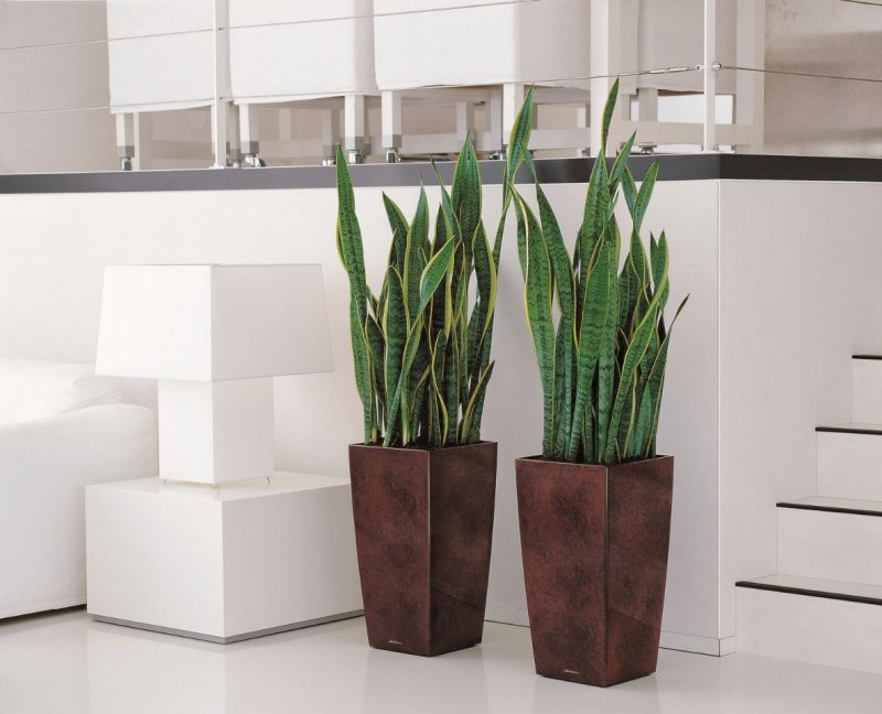 plantas fáceis de cuidar