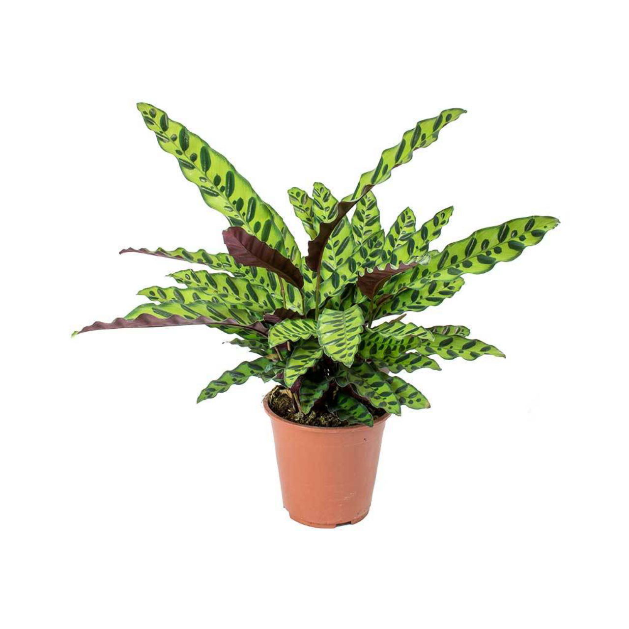 Planta que reza