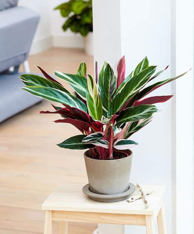 Maranta como cuidar