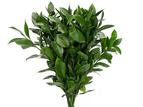 Ruscus para cultivo em terra
