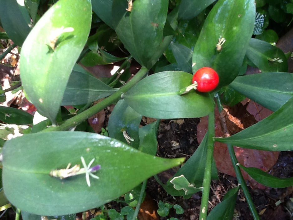 Ruscus como planta de interior