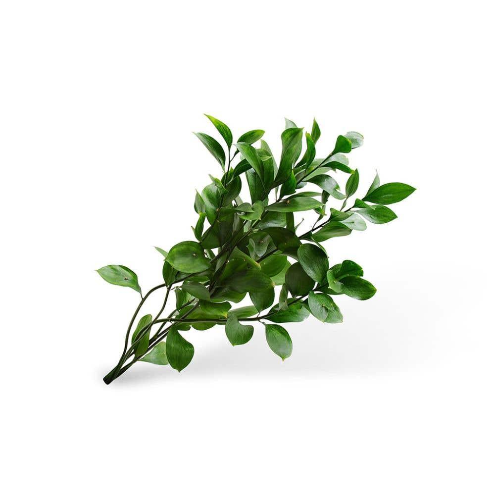Ruscus e seus frutos tóxicos