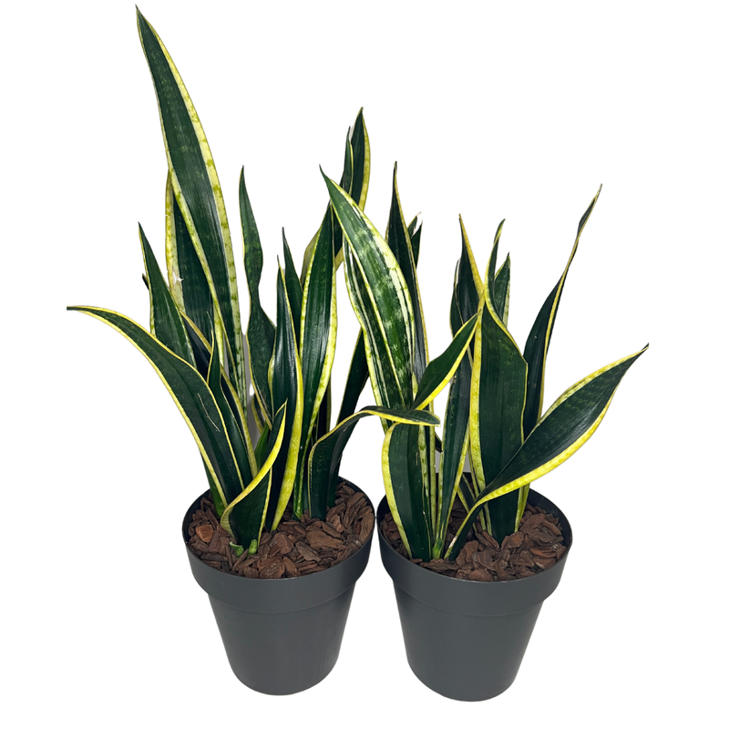 Sansevieria trifasciata Laurentii