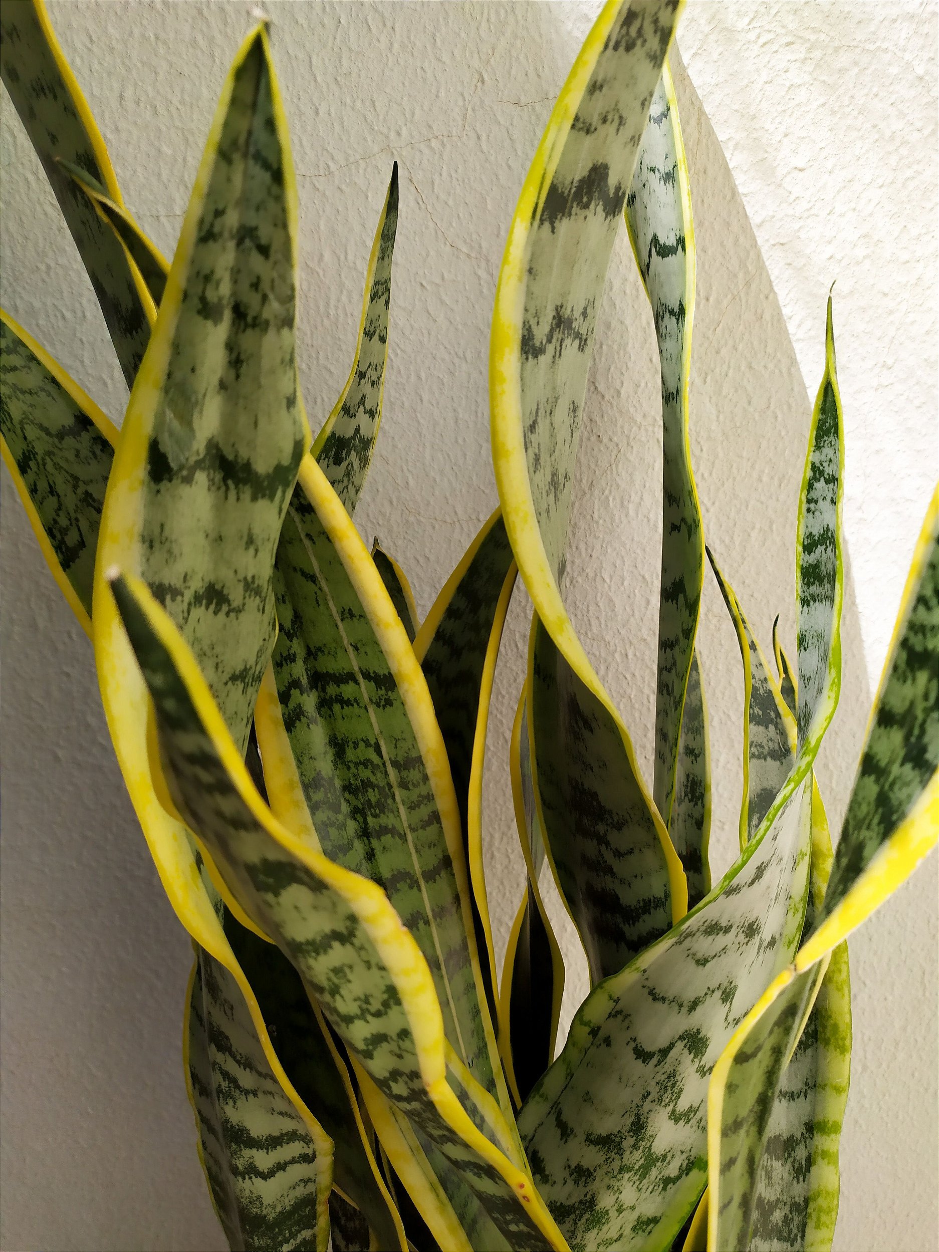 Planta filtro natural