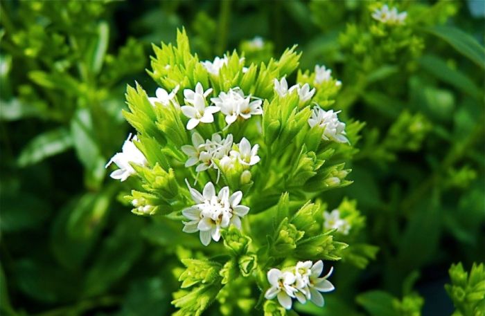 cultivo de stevia